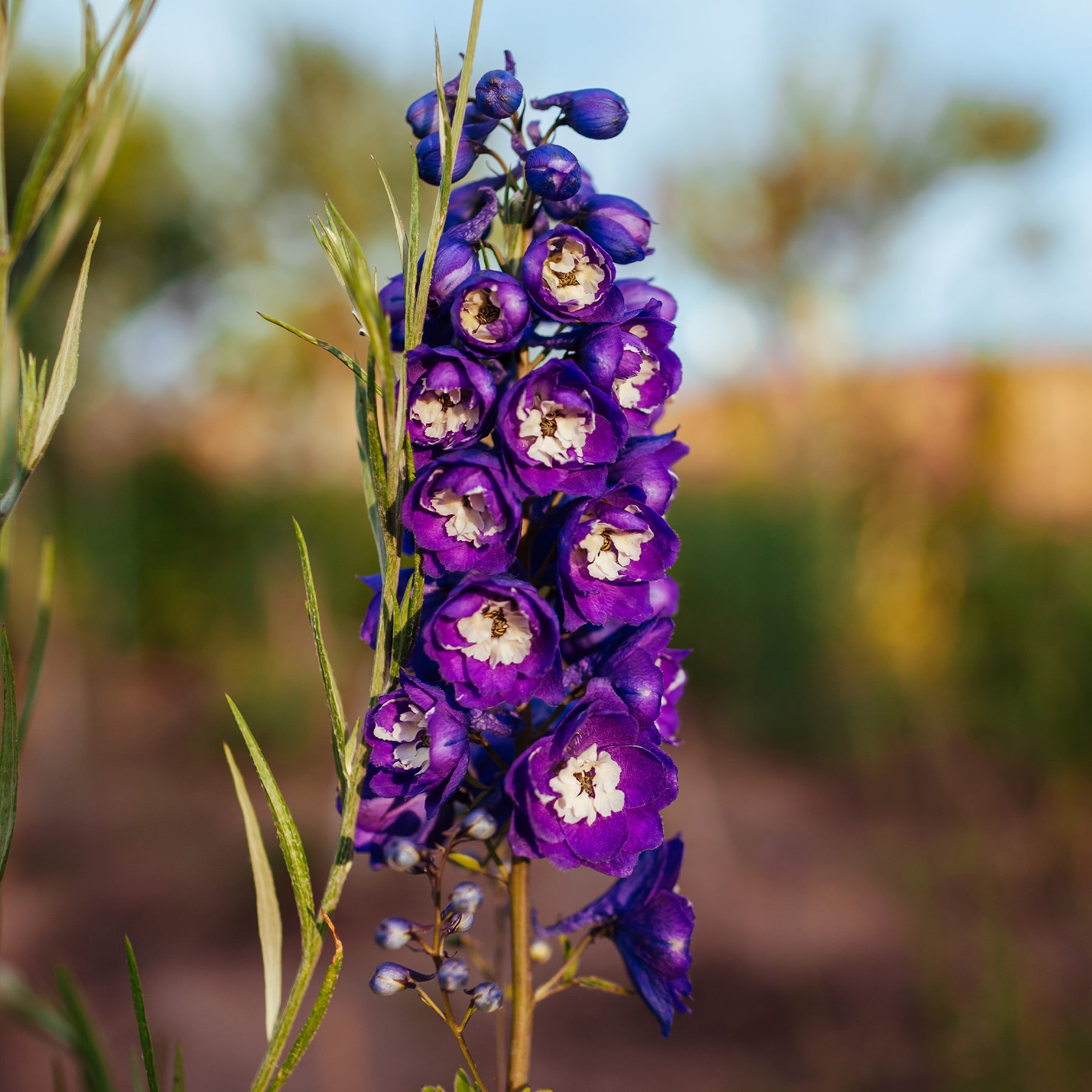 Ridderspoor King Arthur - Willemse