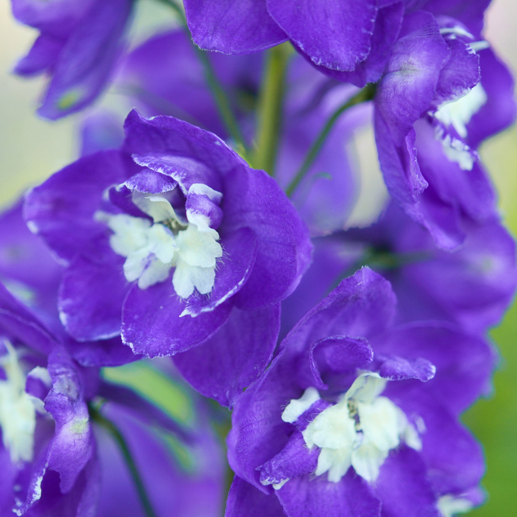 Ridderspoor King Arthur - Delphinium Pacific King Arthur - Willemse