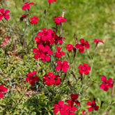 Anjer Flashing Light - Dianthus deltoides flashing light - Willemse