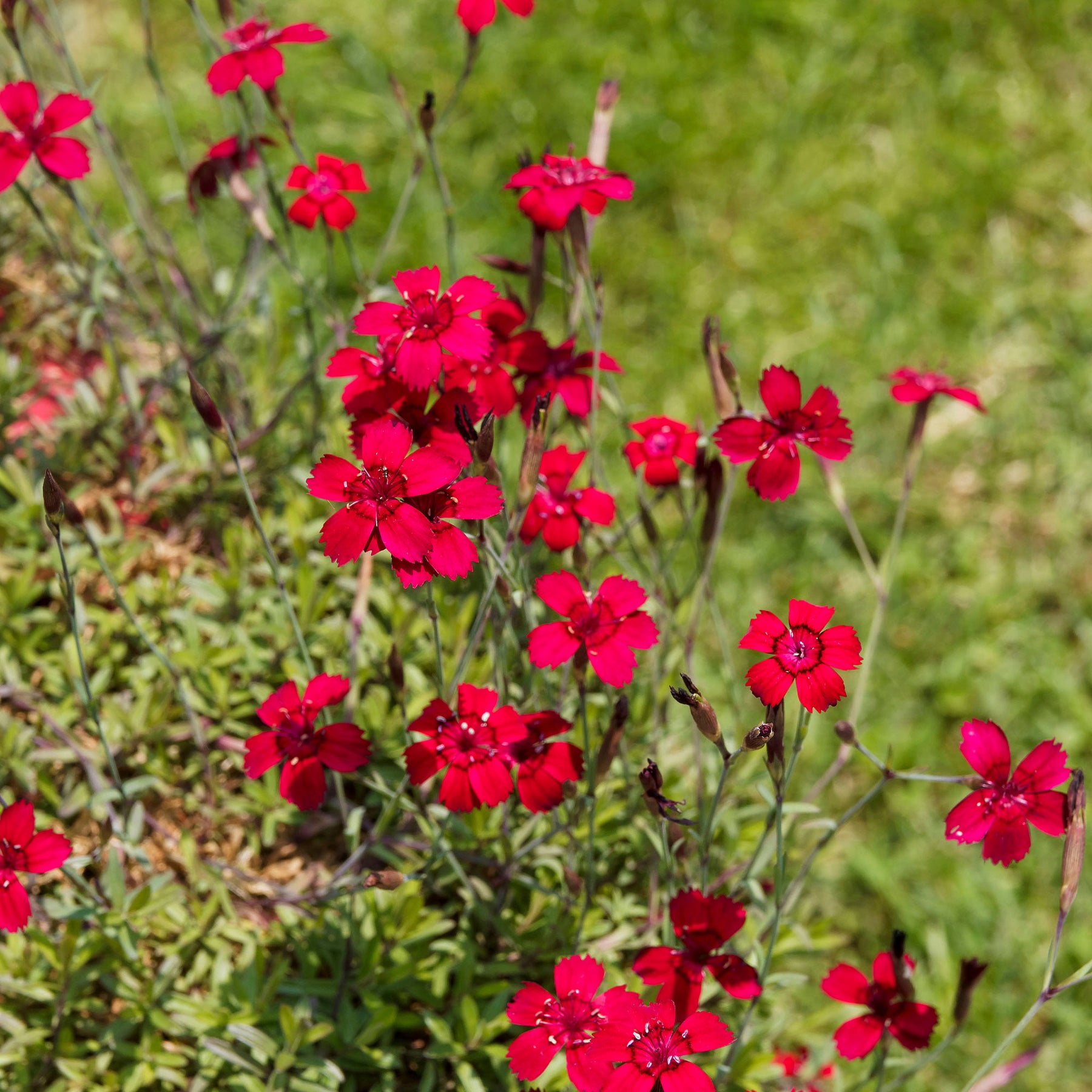 Anjer Flashing Light - Dianthus deltoides flashing light - Willemse