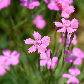 Steenanjer 'Rosea' - Dianthus deltoides rosea - Willemse