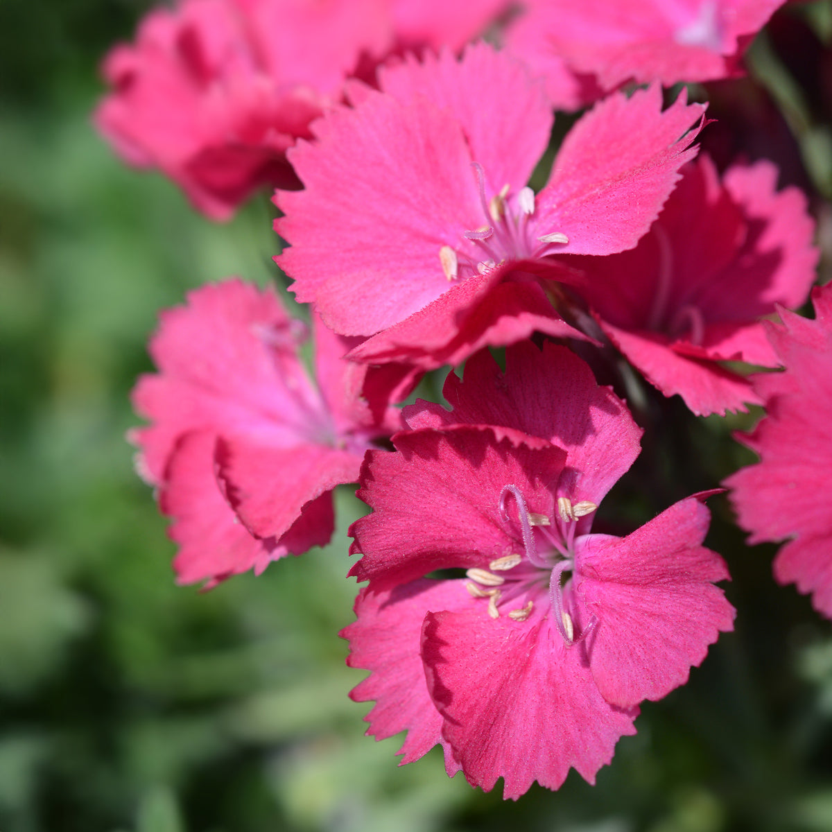 Rotsanjer 'Badenia' - Dianthus gratianopolitanus Badenia - Willemse