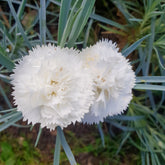 Grasanjer 'Haytor White' - Dianthus plumarius haytor white - Willemse