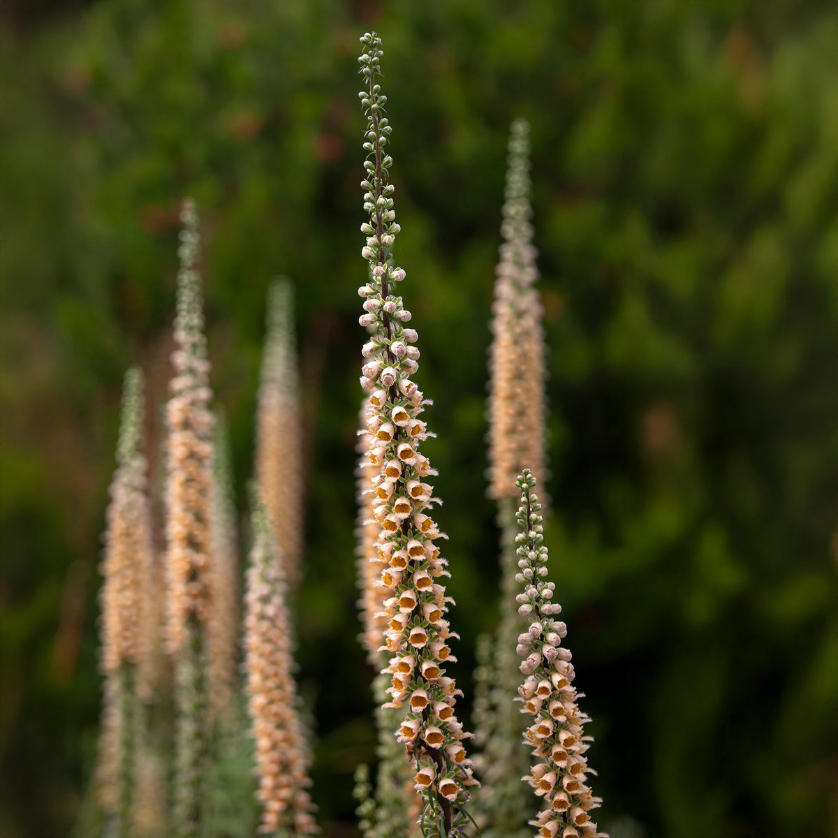 Vingerhoedskruid Gigantea - Willemse