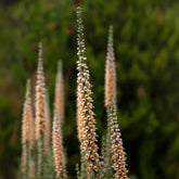 Vingerhoedskruid Gigantea - Willemse