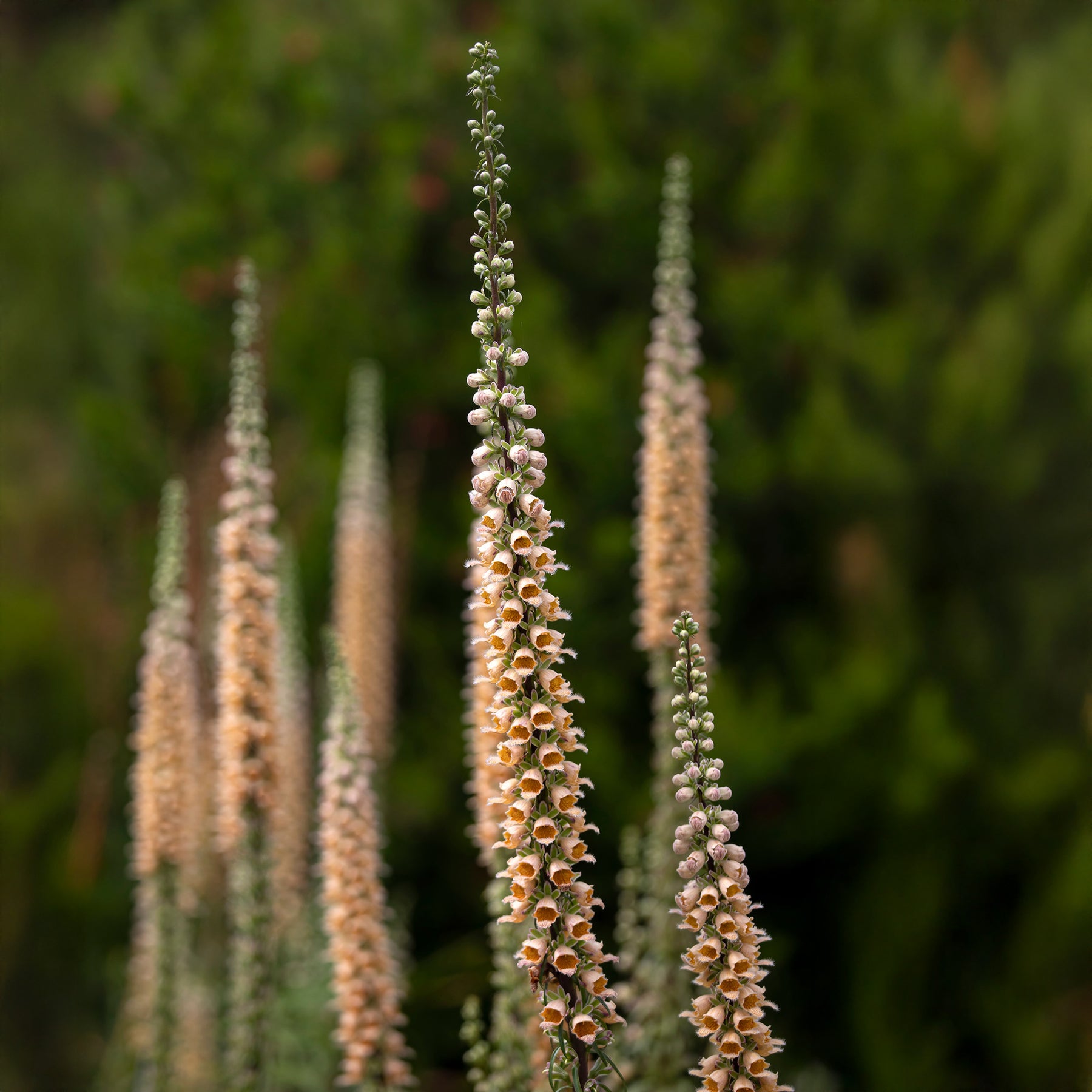Vingerhoedskruid Gigantea - Willemse
