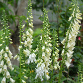 Digitalis purpurea alba - Wit vingerhoedskruid - Bijen- en vlinderplanten
