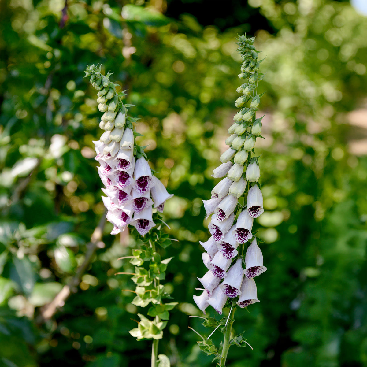 Vingerhoedskruids Gant de Notre dame Pams Choice - Digitalis purpurea pams choice - Willemse