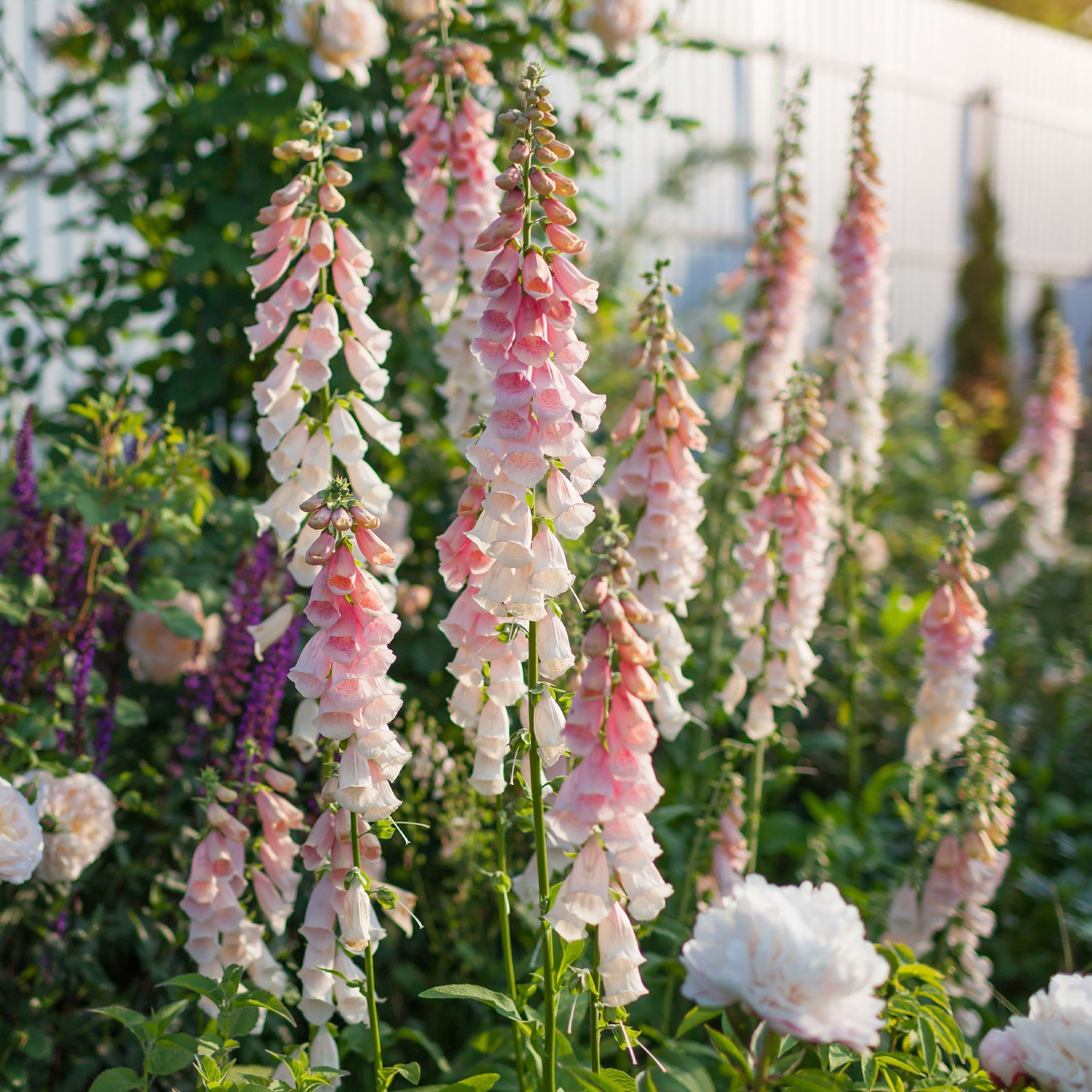 vingerhoedskruid Suttons Apricot - Digitalis purpurea Sutton's Apricot - Willemse