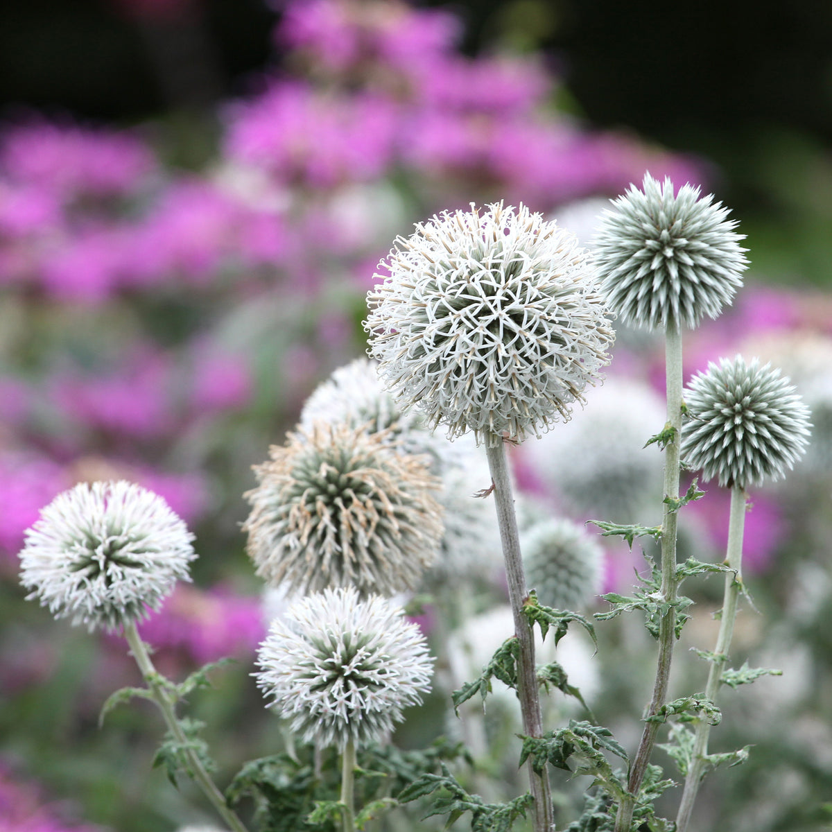 Echinops bannaticus star frost - Kogeldistel 'Star Frost' - Vaste planten