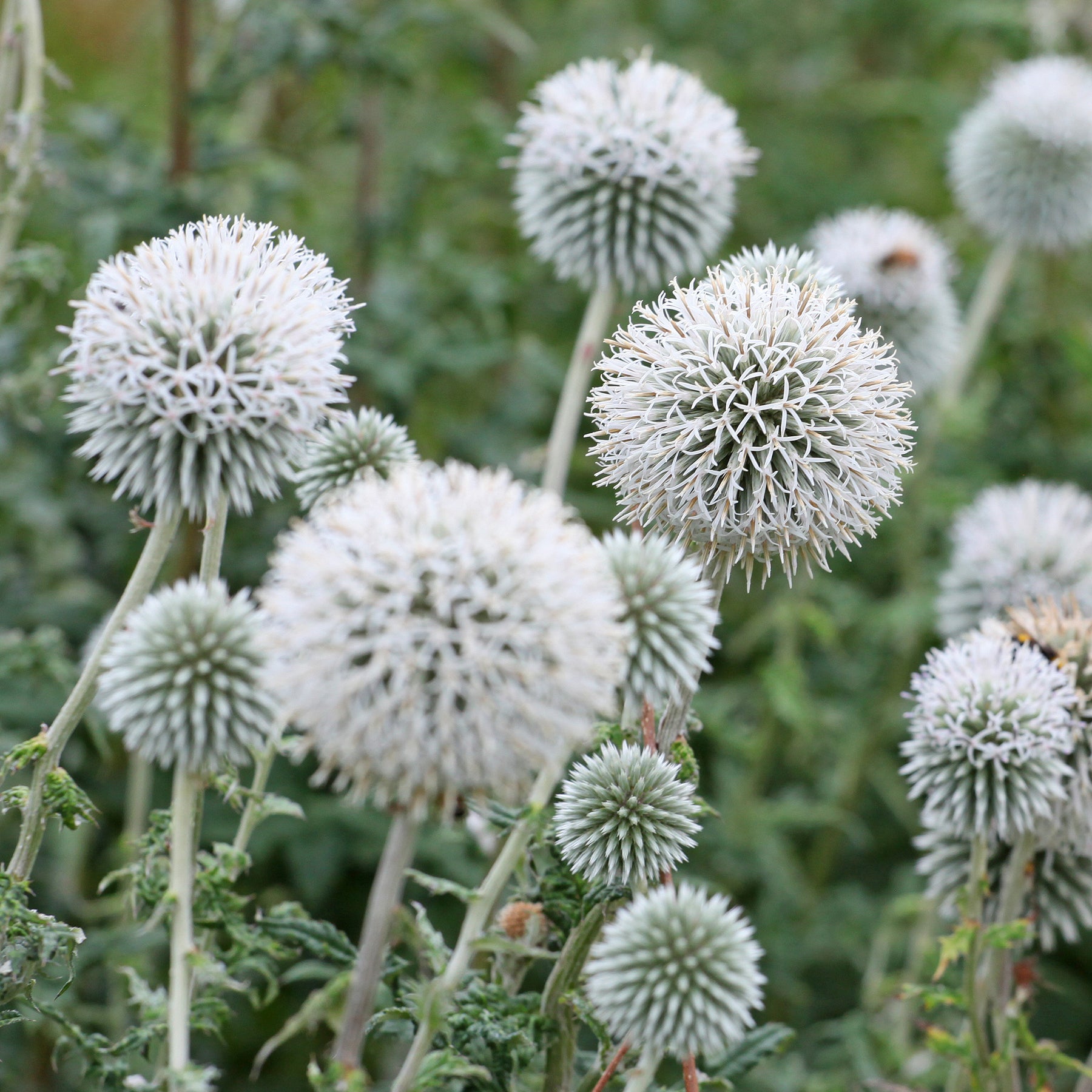 Kogeldistel 'Star Frost' - Willemse