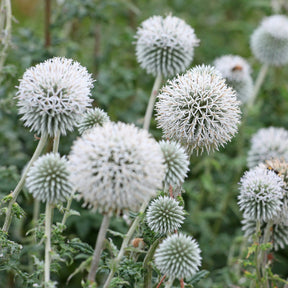 Kogeldistel 'Star Frost' - Willemse