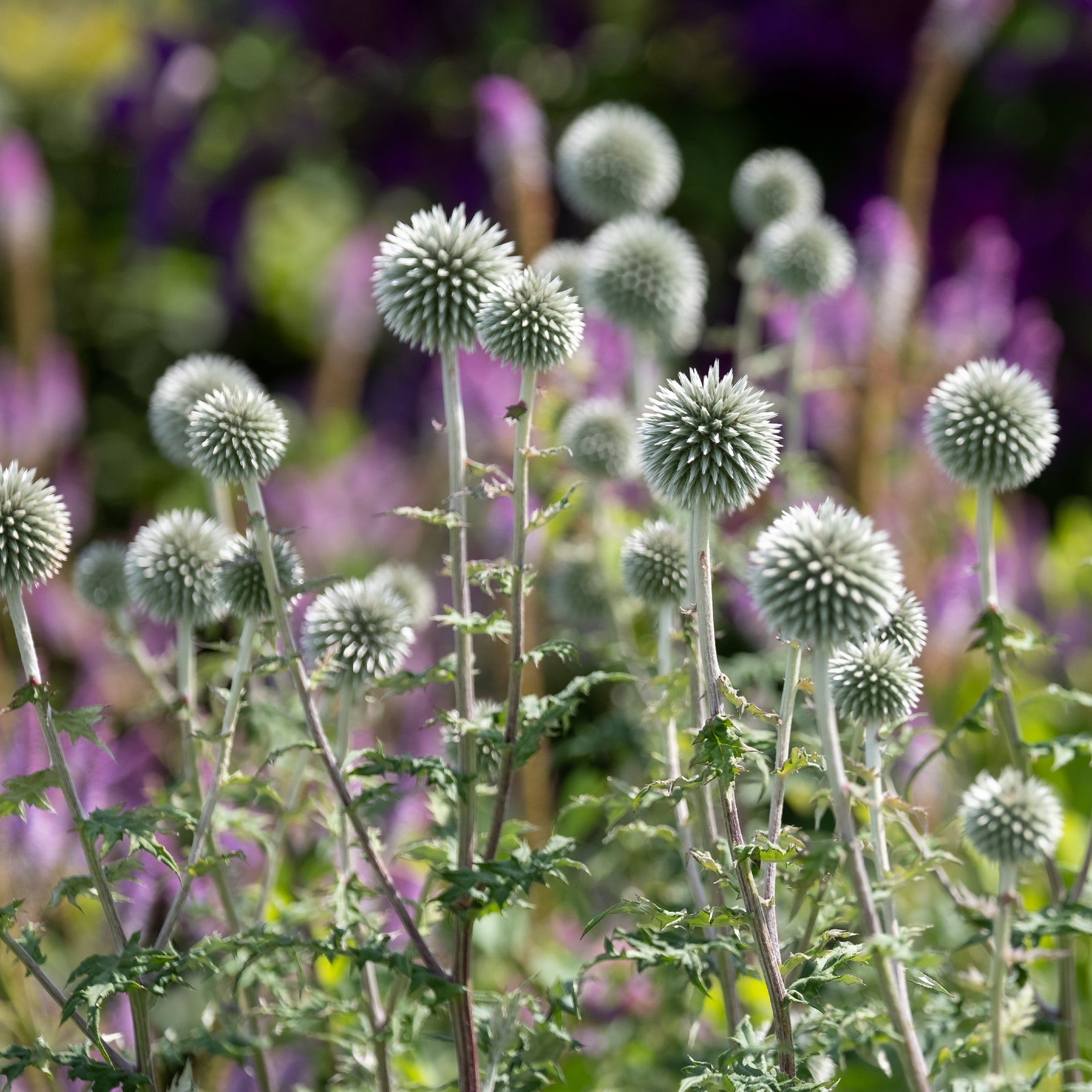 Kogeldistel 'Star Frost' - Echinops bannaticus star frost - Willemse