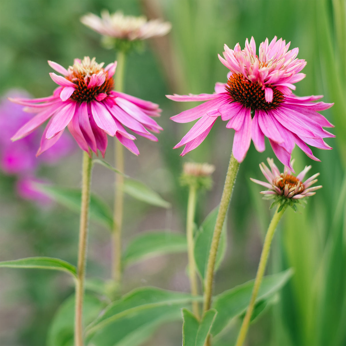 Zonnehoed pourpre Double-Decker - Echinacea purpurea double-decker - Willemse