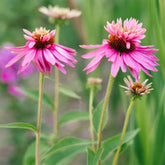 Zonnehoed pourpre Double-Decker - Echinacea purpurea double-decker - Willemse