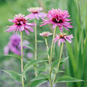 Echinacea purpurea double-decker - Zonnehoed pourpre Double-Decker - Vaste planten