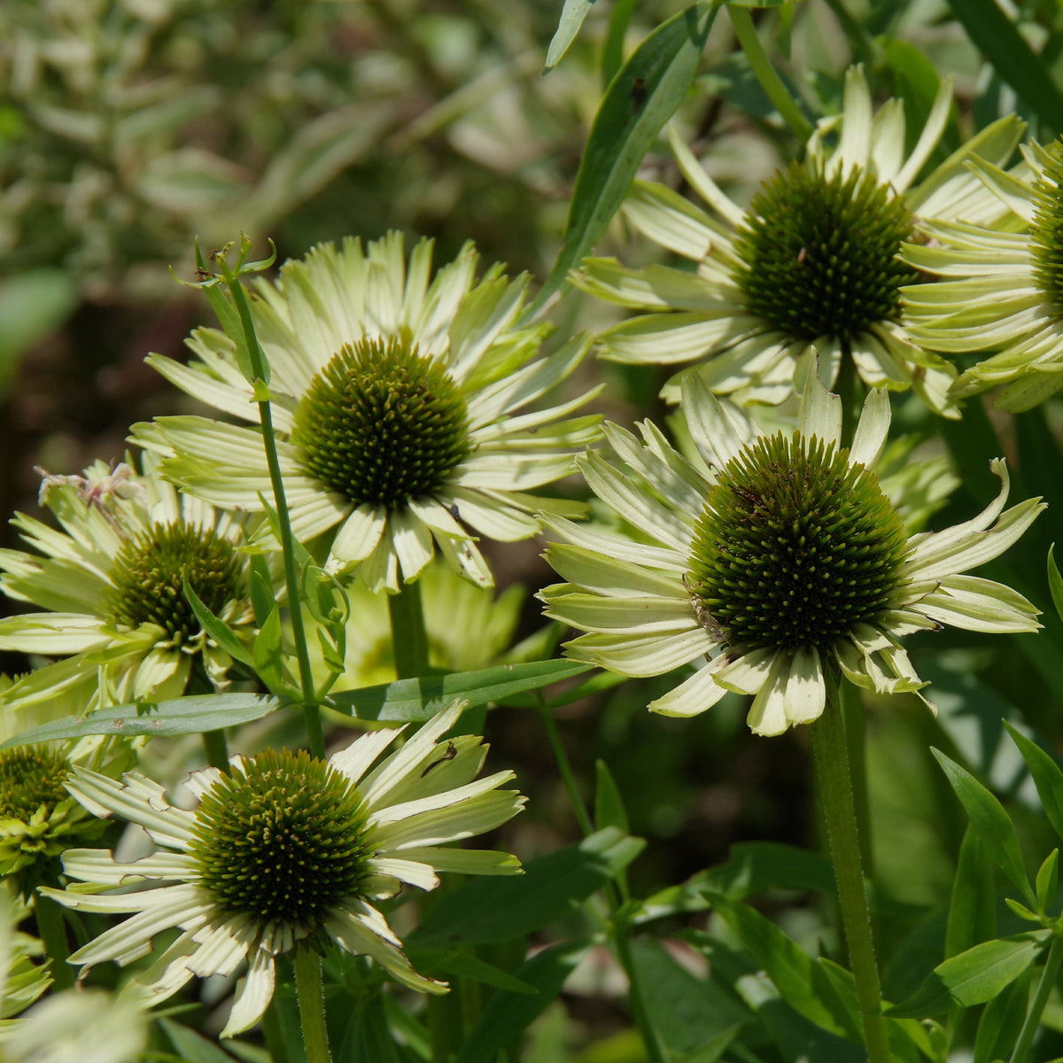 Zonnehoed 'Green Jewel' - Echinacea purpurea green jewel - Willemse