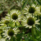Zonnehoed 'Green Jewel' - Echinacea purpurea green jewel - Willemse