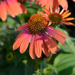 Zonnehoed 'Julia' - Willemse