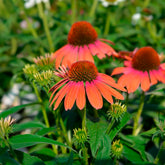 Zonnehoed 'Julia' - Echinacea purpurea julia - Willemse