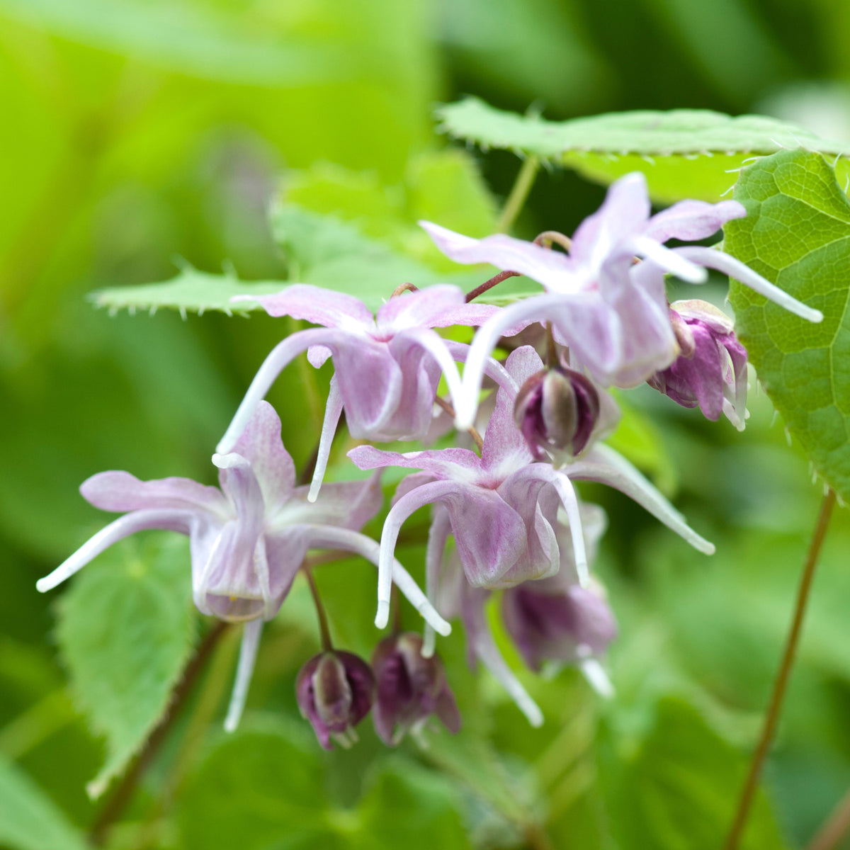Grootbloemige elfenbloemen - Epimedium grandiflorum - Willemse