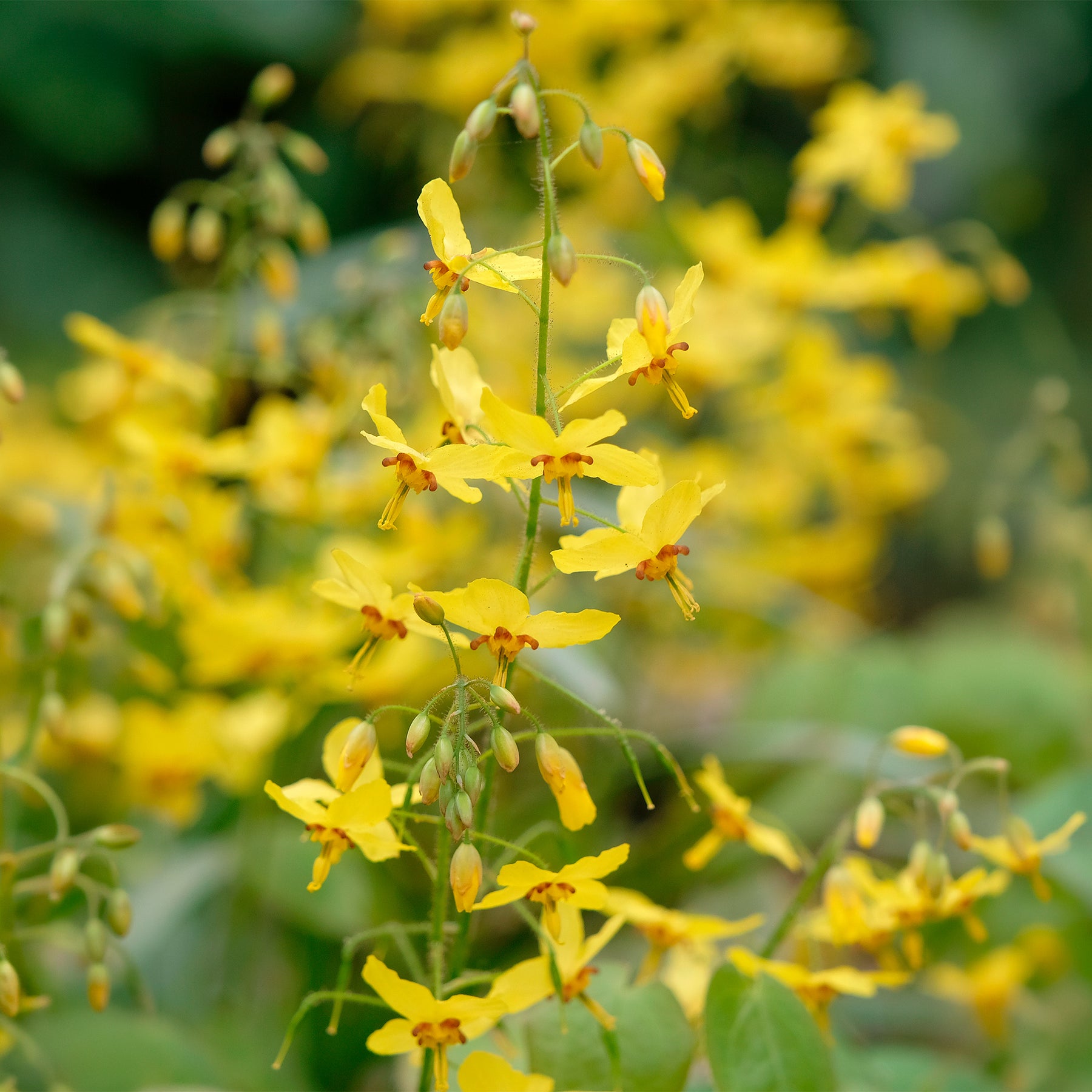 Elfenbloem Frohnleiten