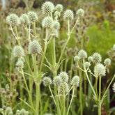 Eryngium yuccifolium - Yuccabladige Kruisdistel - Kruisdistel