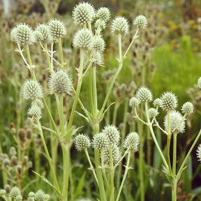 Eryngium yuccifolium - Yuccabladige Kruisdistel - Kruisdistel