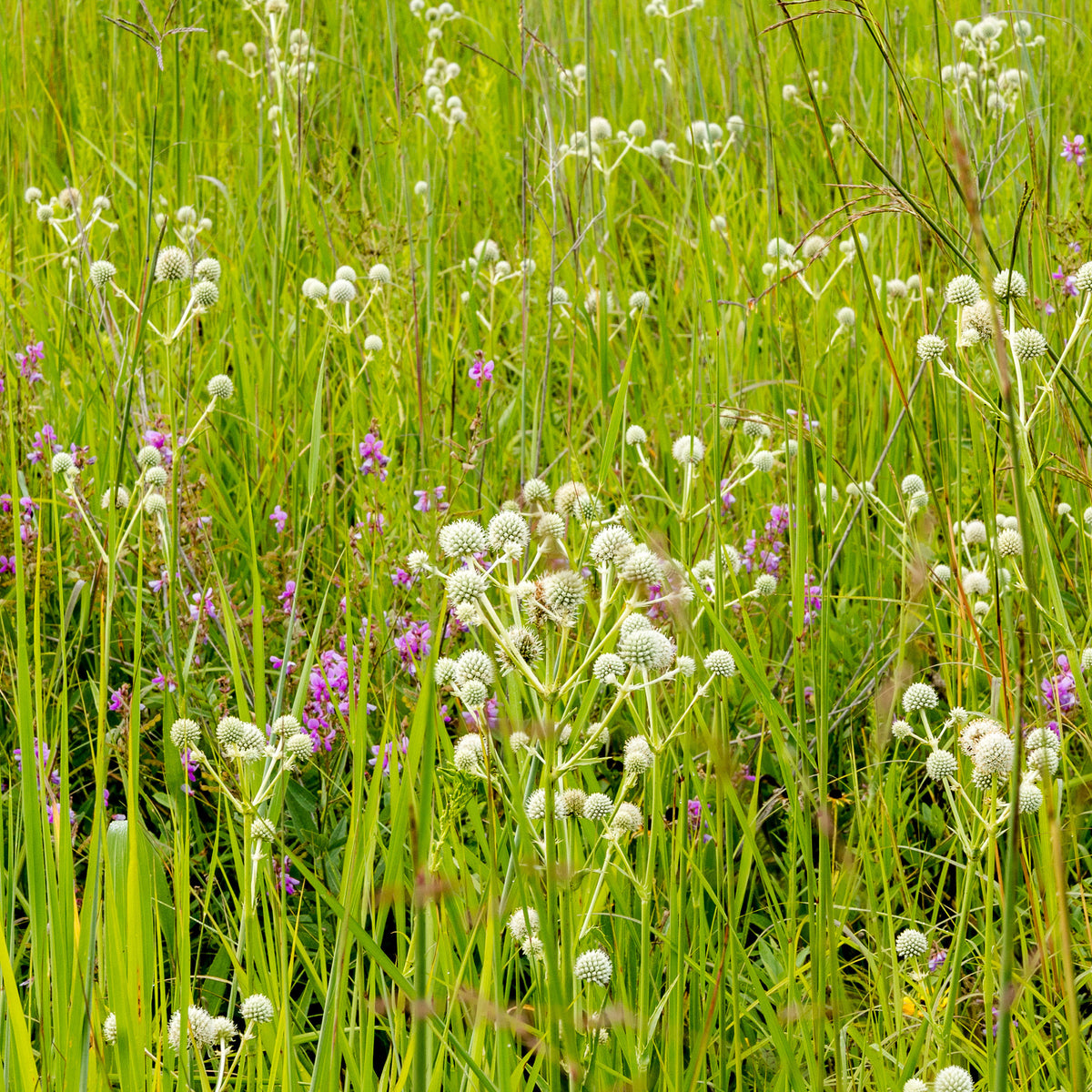 Yuccabladige Kruisdistel - Eryngium yuccifolium - Willemse