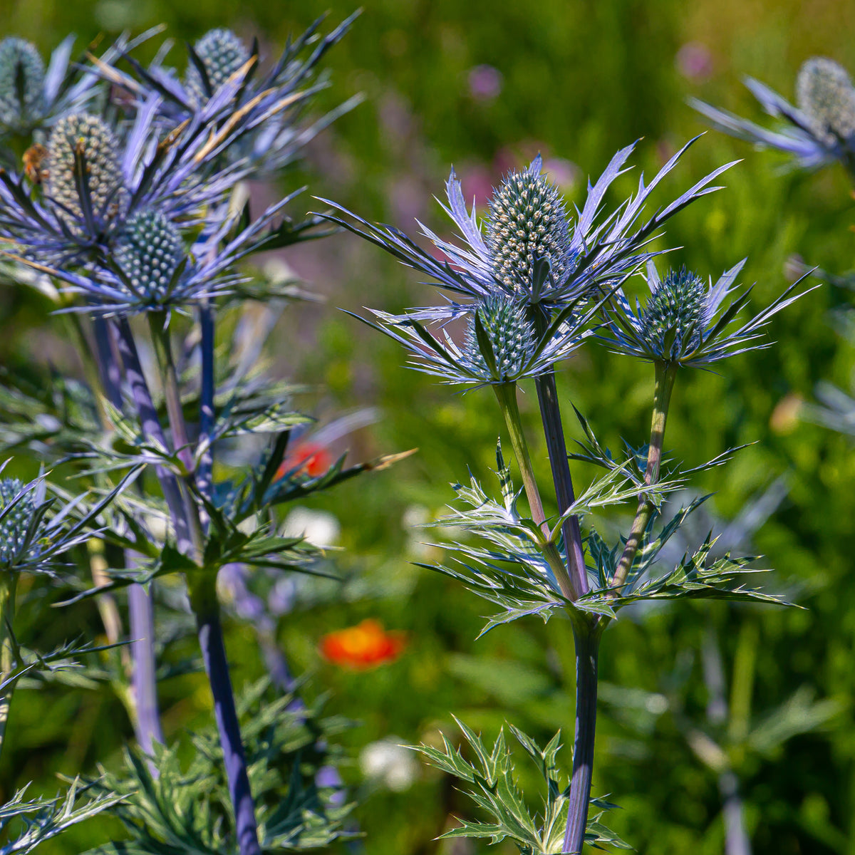 Blauwe zeedistel 'Lapis Blue' - Eryngium yuccifolium - Willemse