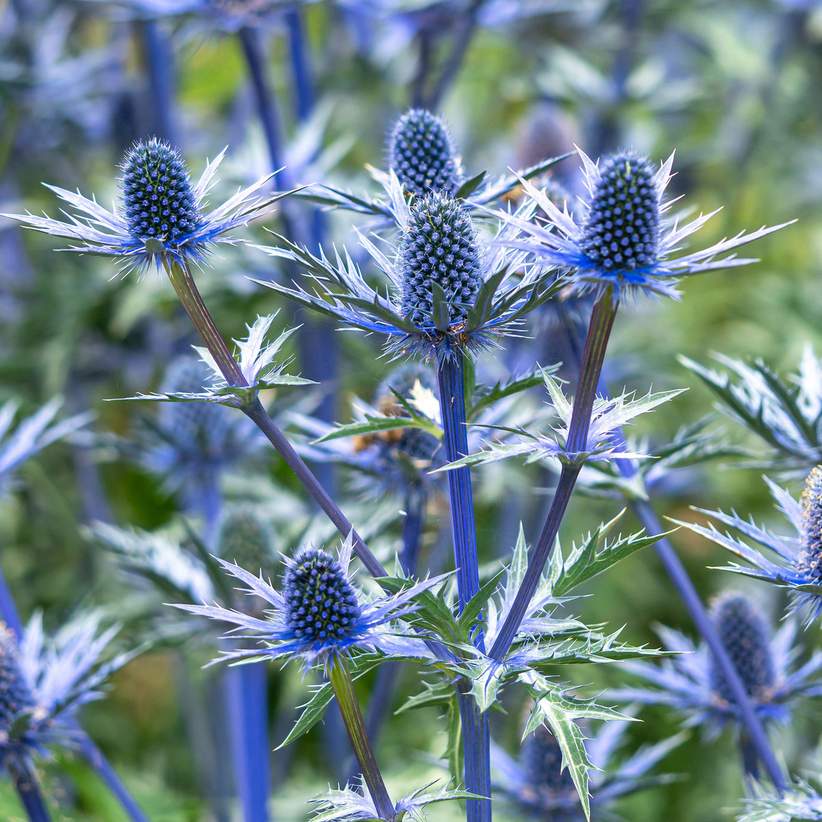 Eryngium zabelii big blue - Kruisdistel 'Big Blue' - Kruisdistel