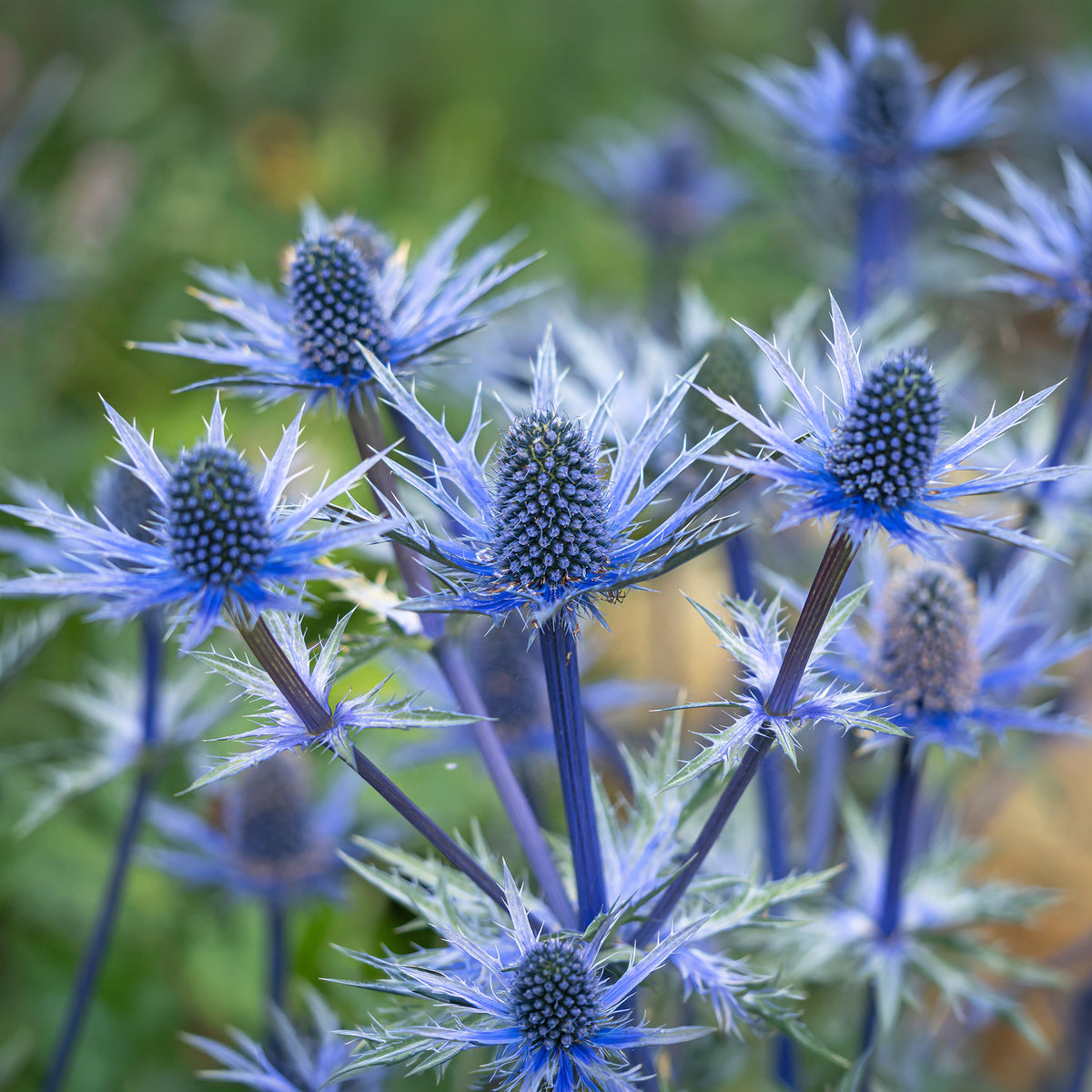 Kruisdistel 'Big Blue' - Willemse