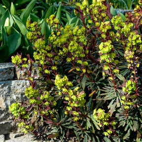 Wolfsmelk 'Purpurea' - Willemse