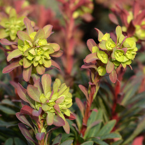 Verkoop Wolfsmelk 'Purpurea' - Euphorbia amygdaloides purpurea