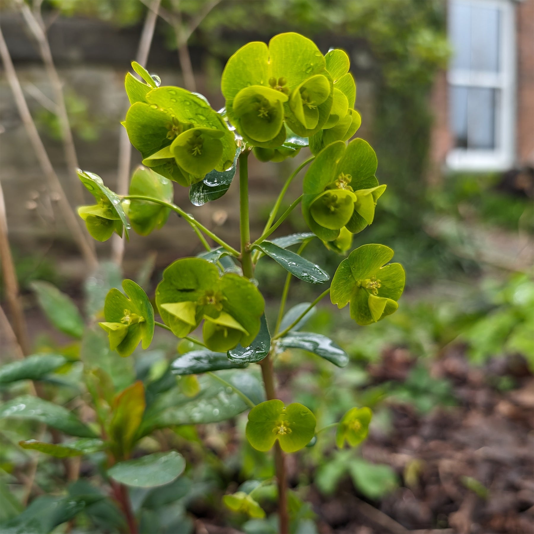 Wolfsmelk Mrs. Robb - Euphorbia amygdaloides subsp. robbiae - Willemse