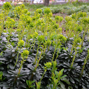 Wolfsmelk Mrs. Robb - Willemse