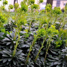 Euphorbia amygdaloides subsp. robbiae - Wolfsmelk Mrs. Robb - Wolfsmelk