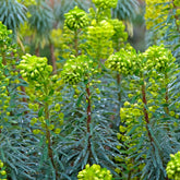 Verkoop Wolfsmelk Blue Wonder - Euphorbia characias blue wonder