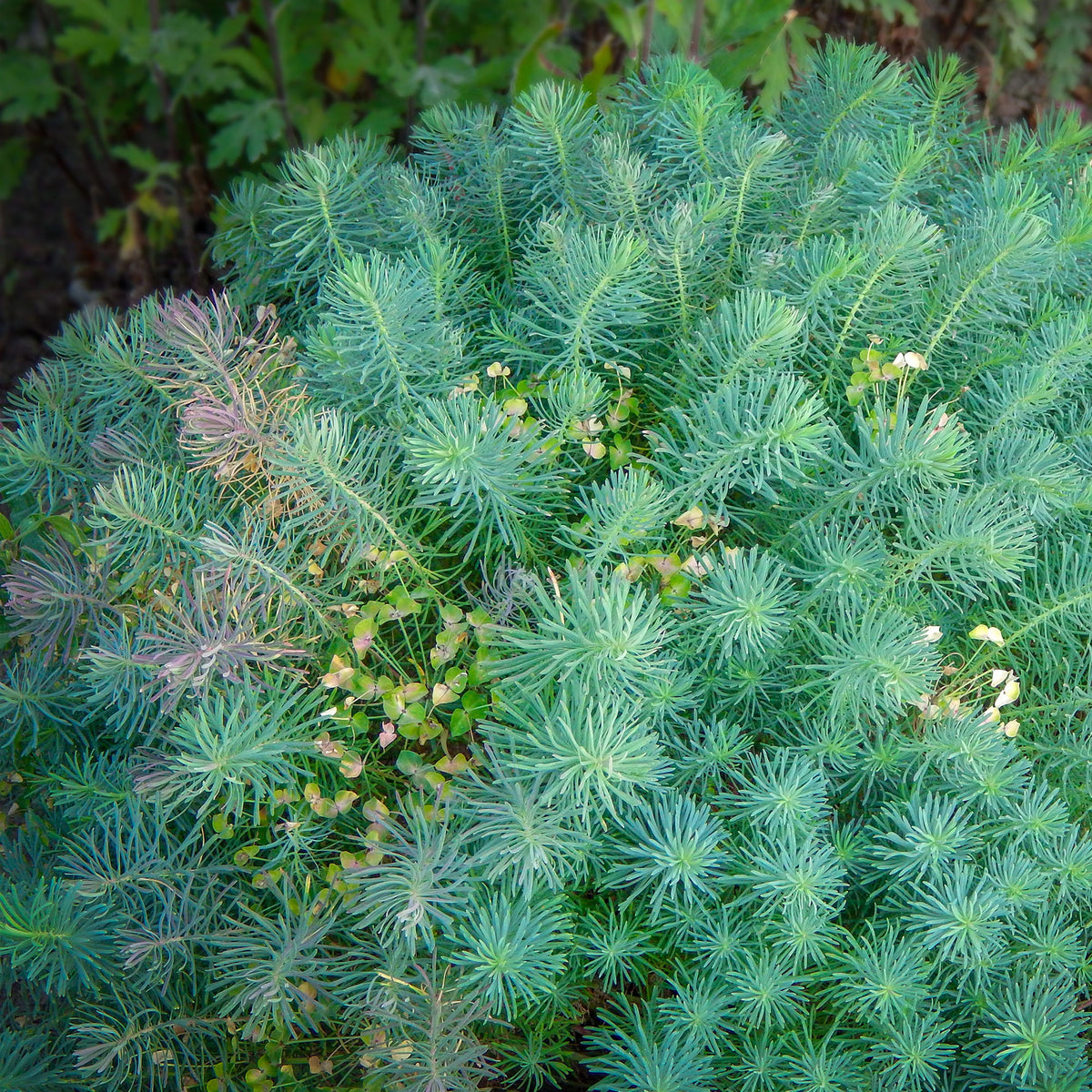 Wolfsmelk Clarice Howard - Euphorbia cyparissias clarice howard - Willemse