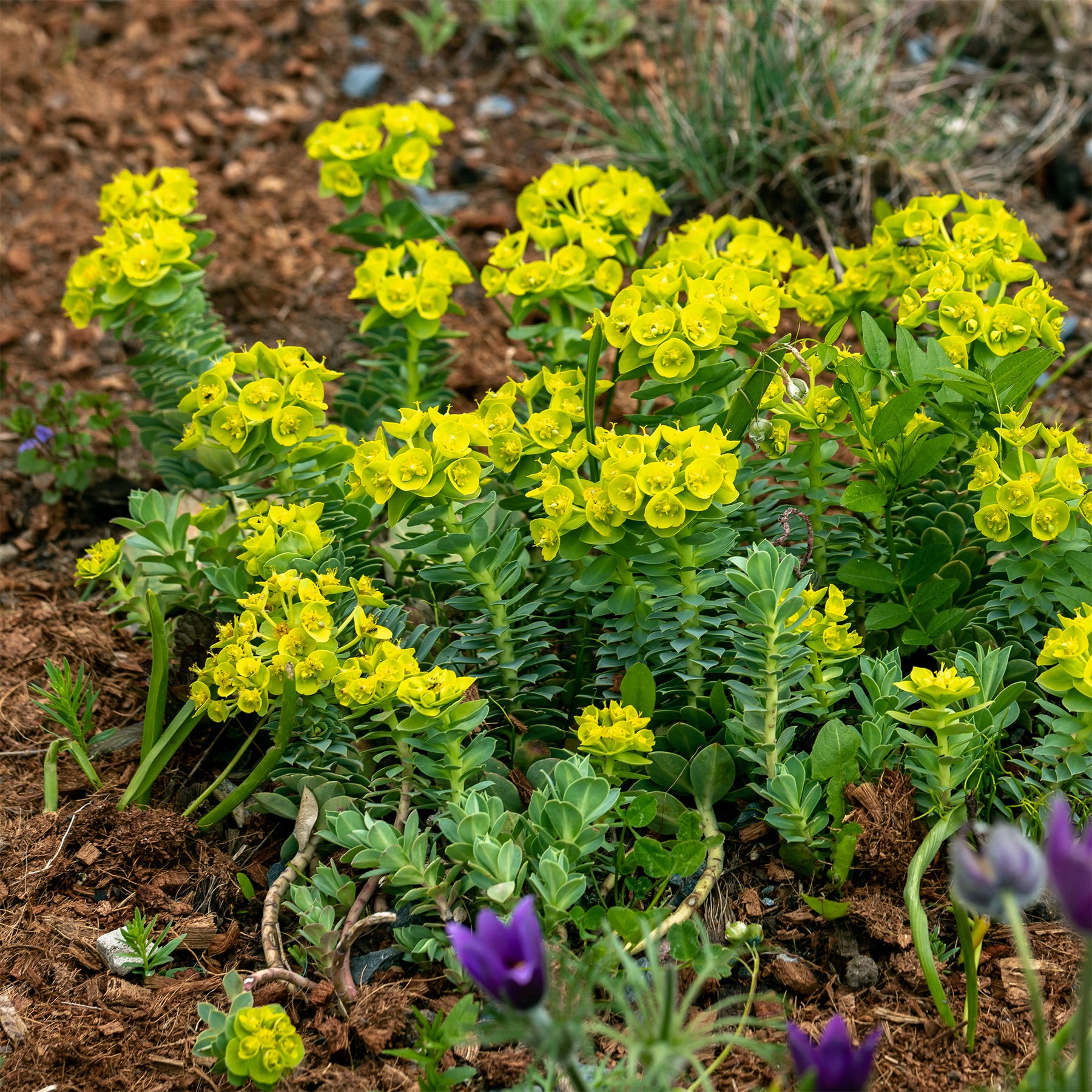 Verkoop Wolfsmelks Corse - Euphorbia myrsinites