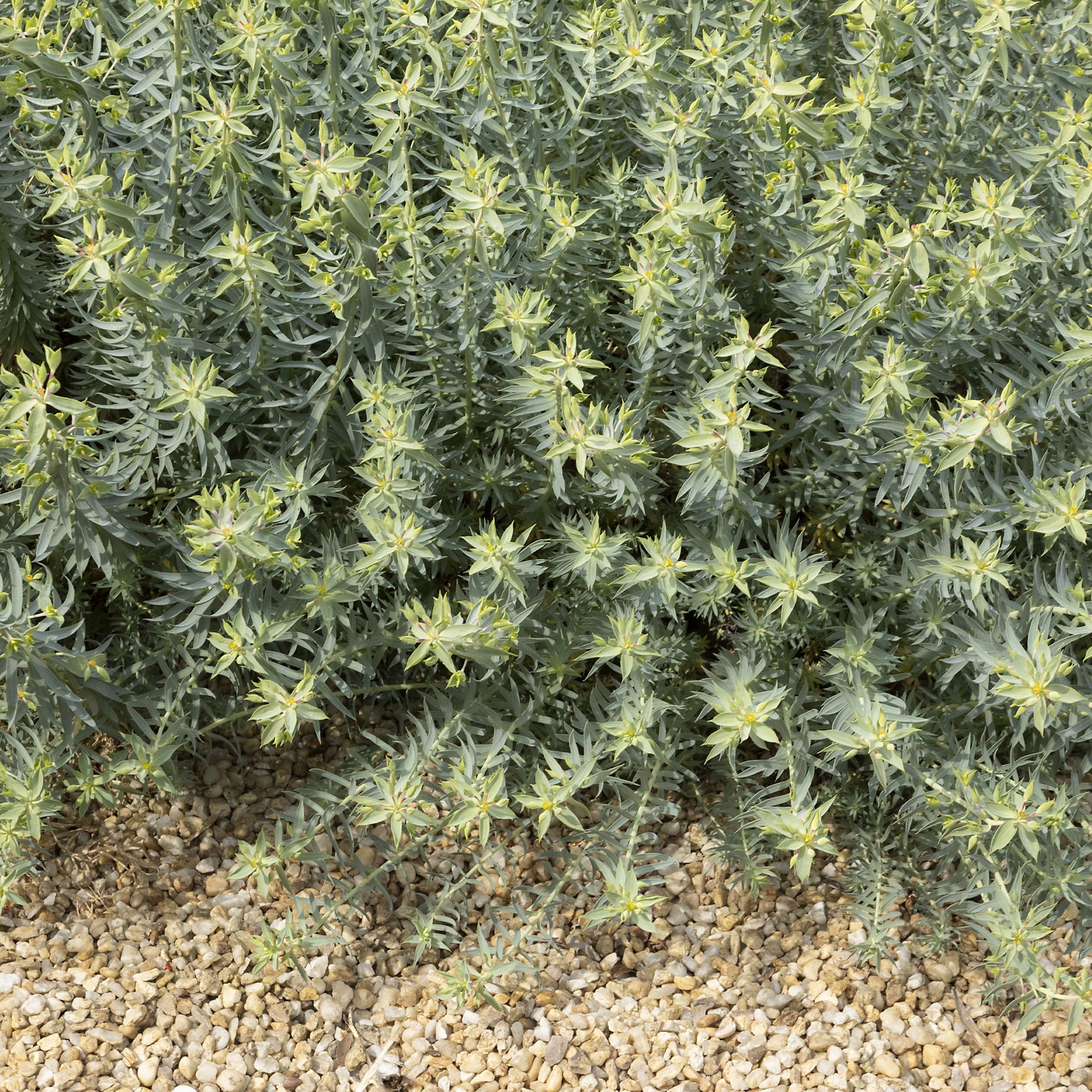 Wolfsmelk 'Ponte Leccia' - Willemse