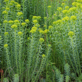 Wolfsmelk Sibérie - Euphorbia seguieriana subsp. niciciana - Willemse