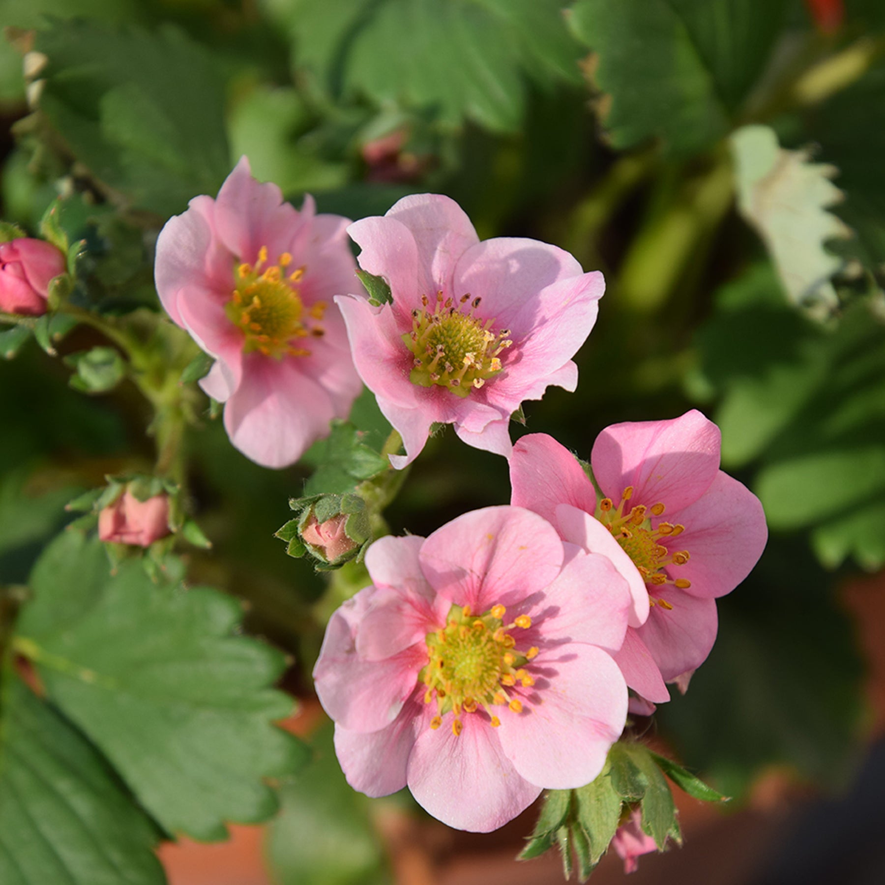 Sieraardbei Pink Panda - Willemse
