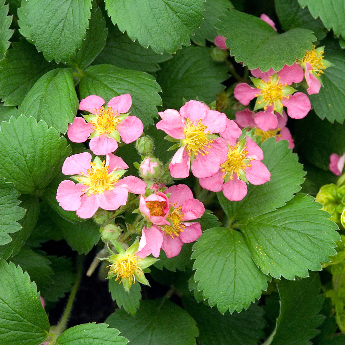 Sieraardbei Pink Panda - Fragaria comarum Pink Panda - Willemse