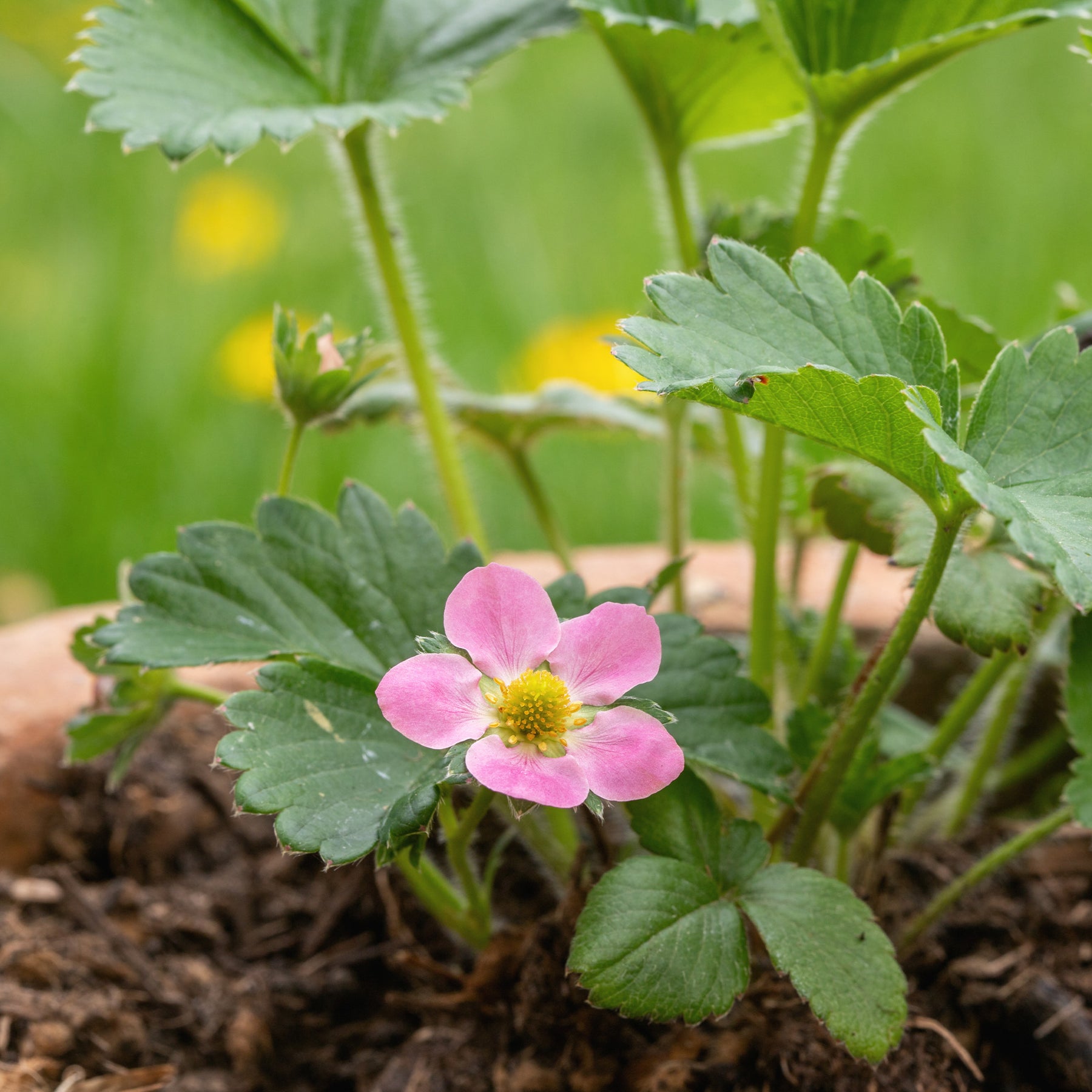 Fragaria comarum Pink Panda - Sieraardbei Pink Panda - Aardbei