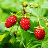 Fragaria vesca - Bosaardbei - Aardbei