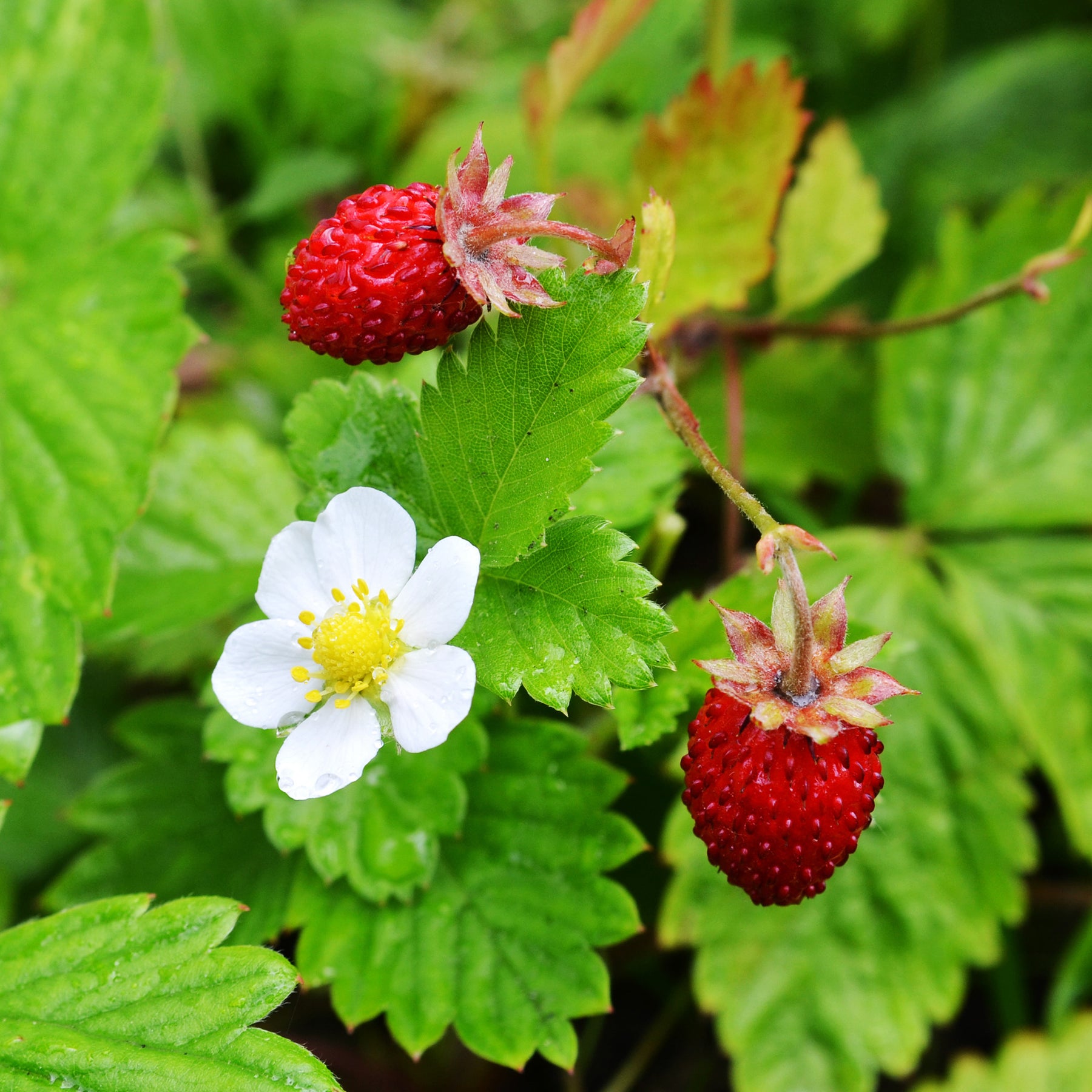 Bosaardbei - Willemse