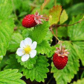 Bosaardbei - Willemse