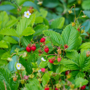 Bosaardbei - Fragaria vesca - Willemse