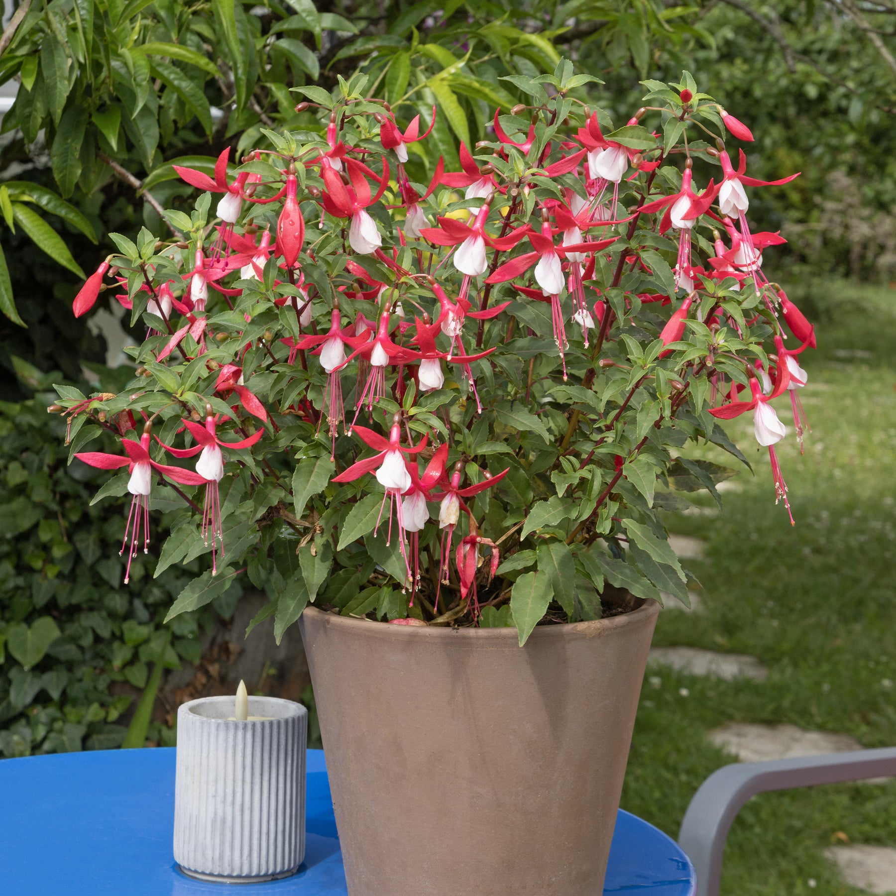 Bellenplant 'Madame Cornelissen' - Willemse